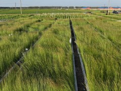 突破盐碱地困境：德州苗圃容器育苗技术与基质调配方案