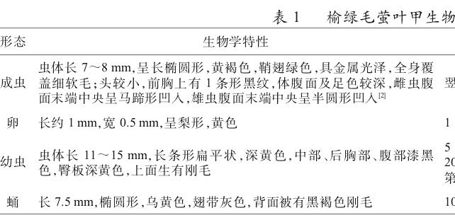 榆绿毛萤叶甲生物学特性表（表1），展示了其不同形态的特征