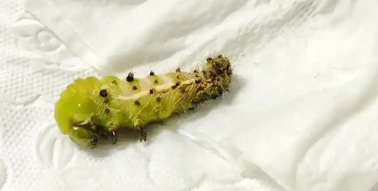 图示榆树营林防治措施示意图，包括修剪、清除枯枝落叶和施肥等