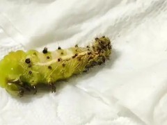 榆绿毛萤叶甲综合防治技术：生物学特性、为害特点及绿色防控策略