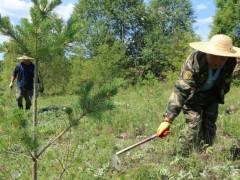 甘肃地区退化公益林修复技术与森林质量提升措施探析