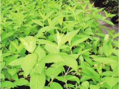 紫叶锦带花繁育5步工艺：扦插技术参数与90%成品率详解