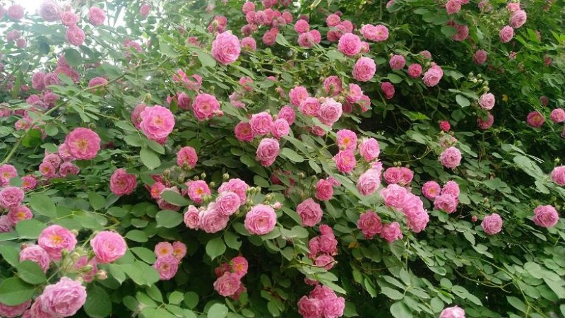 2022年昆明高端玫瑰市场 一片玫红