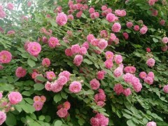 2022玫瑰流行色：玫红色品种霸榜，弗洛伊德成高端首选