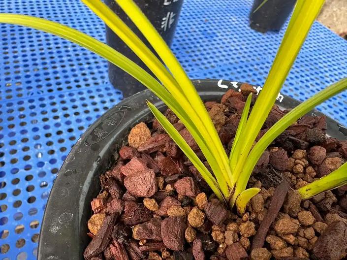 嵩明博卉大花蕙兰示范基地生产景象