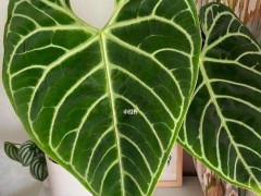 帝王花烛叶子发黄烂根？常见病害识别、药剂防治与急救指南