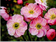 梅花早花品种全攻略：12种早开品种打造"雪海香涛"景观