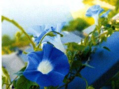 牵牛花的生命力与分享之美：从种子到花开的温情故事