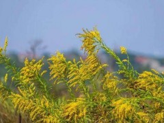 加拿大一枝黄花入侵危机：科学防控方法与分布区域解析