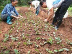 紫薇金幌扦插繁殖要点：3月最佳期，IBA速蘸30秒保成活