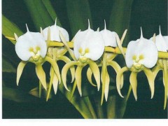 5种马达加斯加特有彗星兰属植物：象牙白、香花、直立、杰氏、套叶