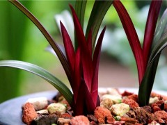 杂交兰花温湿度与水肥管理：精准调控促花开花全攻略