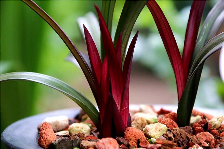 杂交兰花温湿度与水肥管理：精准调控促花开花全攻略