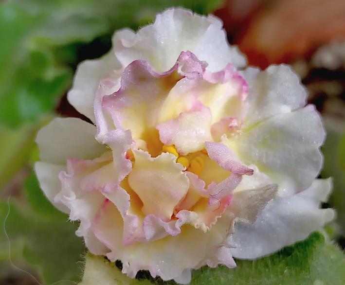 非洲堇养护要点插图