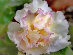 非洲堇养护指南：四季浇水、光照与越冬技巧