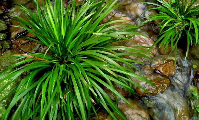 石菖蒲养护指南：见天不见日原则与2年翻盆技巧