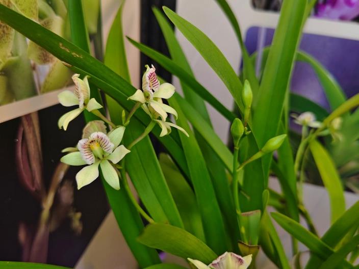 章鱼兰分株繁殖过程中的植株分切与根部处理演示