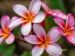 老挝国花鸡蛋花：占巴花的佛教象征与文化应用