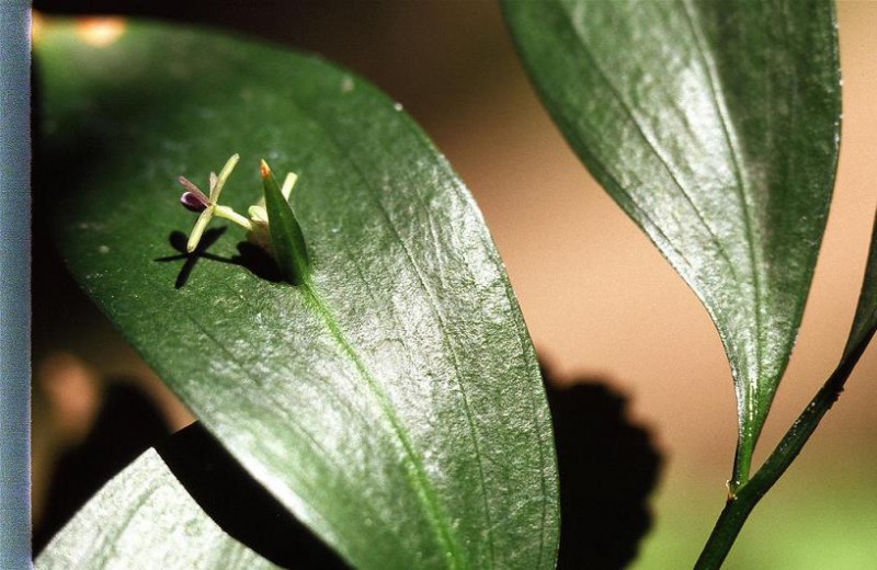 假叶树形态与叶状枝特写