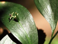 假叶树（瓜子松）养护指南：四季常青观叶植物