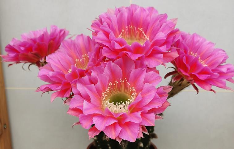 舒远的花场与花卉展示