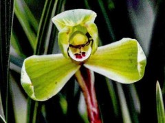 兰花花期管理：春兰蕙兰花苞养护与阳台养兰