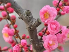 花梅病虫害防治指南：详解流胶病、卷叶病及红蜘蛛的防治药方