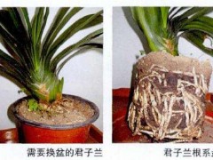 盆花什么时候需要换盆？详解盆栽花卉翻盆换土的五大信号与判断方法