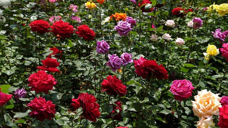 秀雅的缠枝牡丹怎么养护的5个方法