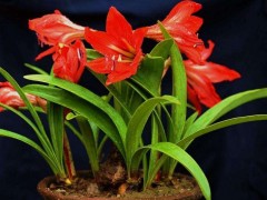 朱顶红播种怎么提高发芽率？详解黑天鹅种子湿毛巾催芽与防闷苗细节