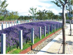 香彩雀育苗与盆栽管理全攻略：掌握夏季耐热花卉的控苗与促花技术