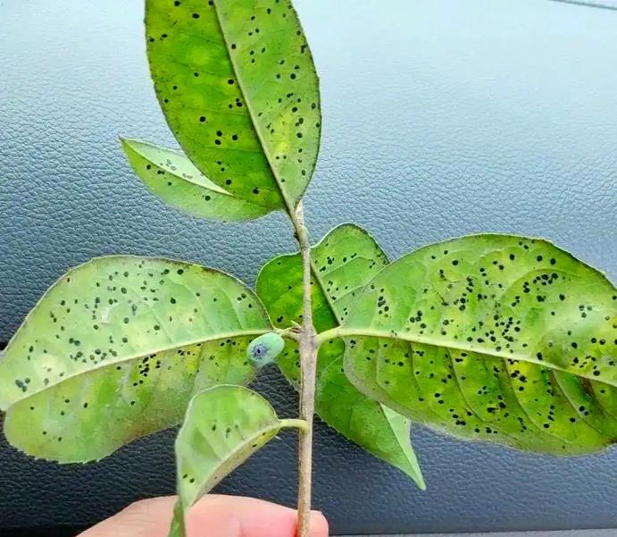 鹤望兰典型虫害受损症状及其防治药剂实拍图