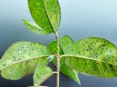 鹤望兰虫害防治技术：介壳虫钻心虫杀虫药剂配比与金龟子诱杀方法