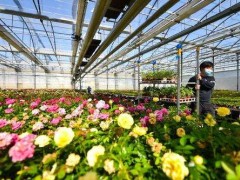 春肆花卉产商综合体：春天花乐园二期招商与农村集体建设用地入市范本