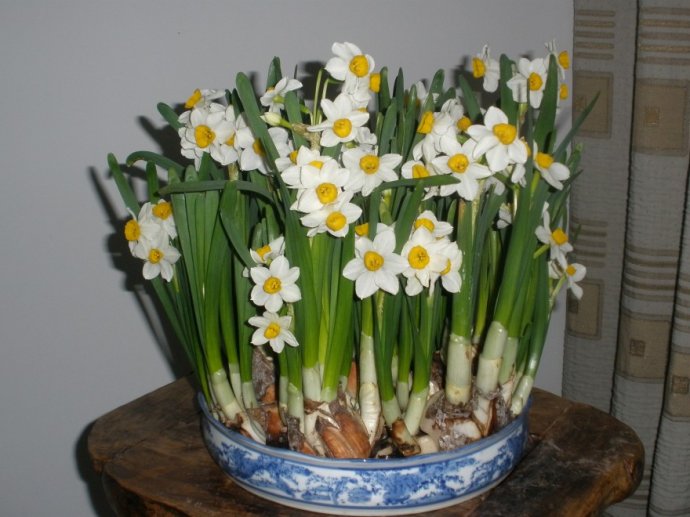 漳州水仙球茎分级与雕刻准备