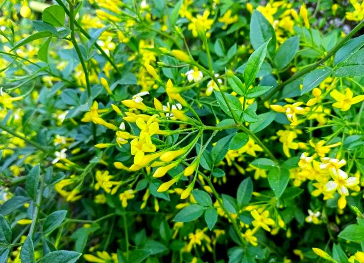 太原市园林花境设计实景