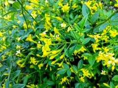 太原园林绿化花灌木品种解析与景观造景应用建议指南