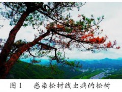 松材线虫病生物防治技术集成与综合应用研究综述