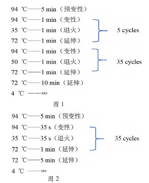 SRAP与SSR PCR扩增程序图