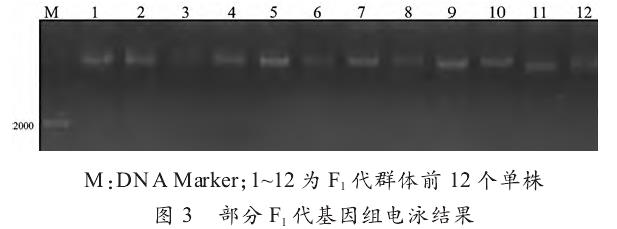 石斛DNA纯度电泳检测结果