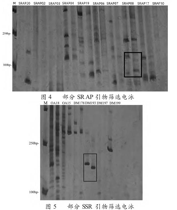 SRAP与SSR引物筛选电泳图