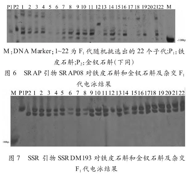 石斛杂交群体SRAP和SSR鉴定结果电泳图