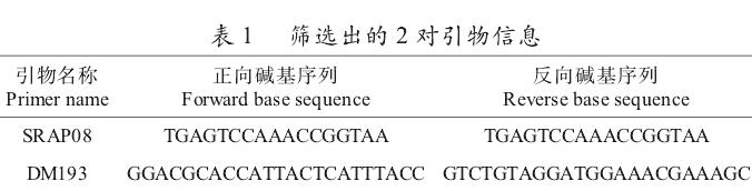 铁皮石斛与金钗石斛F1代杂种鉴定