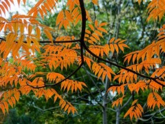 日本野漆树园艺化栽培技术：良种嫁接、丰产管理与病虫害防治