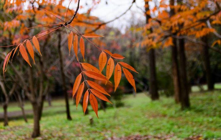 日本野漆树幼林整齐排列的建园实景