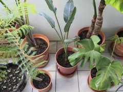 土壤板结不用换土的解决妙招：吸管沙柱法与表层发酵松土技巧