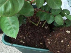 花盆换盆注意事项：敲掉盆底边沿与浸盆法初次浇水，解决根系不伸展难题