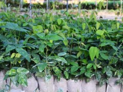 三叶木通（八月炸）果肉营养成分研究报告：蛋白、氨基酸及矿质元素分析