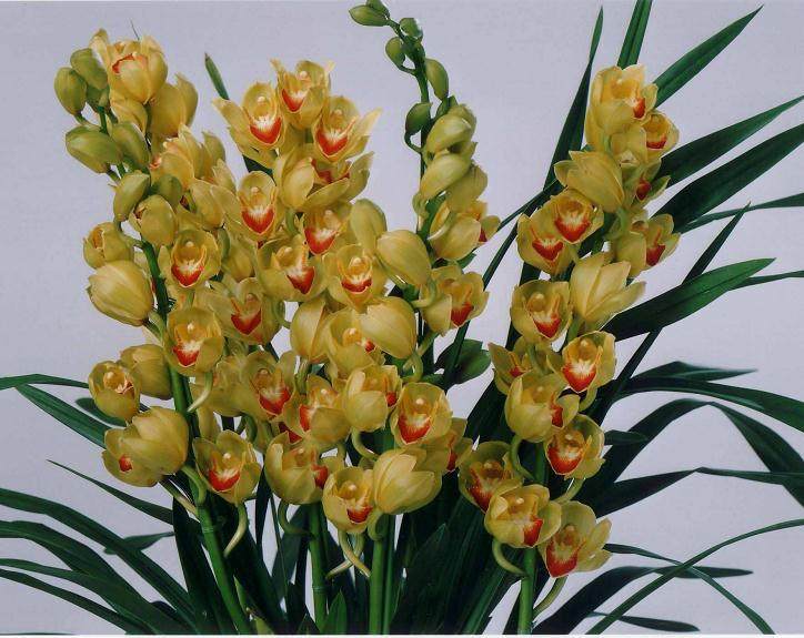 大花蕙兰花谢后如何换盆