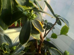 金边白花瑞香更香吗？揭秘白花瑞香的稀缺性与素雅香味之谜